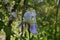 Beautiful flower of Iris germanica on artistic blurred background