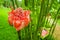 Beautiful flower located in a garden in Mindo, Ecuador