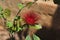 Beautiful flower looking gorgeous having excellent tiny feather