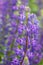 Beautiful flower lupine Lupinus with a small ant on the stem o