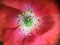 Beautiful flower in macro closeup