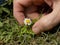 Beautiful flower of Margarita, miniature plant, is located in Tucacas, FalcÃ³n state, Venezuela. A world in miniature.