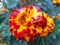 Beautiful flower Marigold or Tagetes