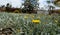 A beautiful flower meadow in Gran Canaria