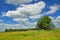 Beautiful flower meadow with meadow salsify, lonely tree, cloudscape