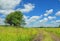 Beautiful flower meadow with meadow salsify, lonely tree, cloudscape and road