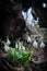 Beautiful flower multiple colors snowdrop white as snow