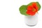 Beautiful flower nasturtium with green leaves in a ceramic vase, flowerpot. Isolated on white, with empty space for your text