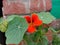 Beautiful flower nasturtium in India Kanpur