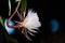 A beautiful flower night-blooming cereus