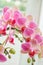 Beautiful flower Orchid, pink phalaenopsis
