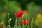 Beautiful flower of Papaver rhoeas common poppy, corn rose, field poppy or red poppy