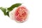 Beautiful flower Persico English rose pink