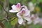 Beautiful flower a pink of Bauhinia variegate at yuen long 