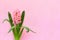 Beautiful flower pink hyacinths  Hyacinthus  on a pink paper background with space for text. Top view, flat lay