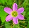 Beautiful flower pink, lilac, wildflower, planted in garden or pot, for indoor or outdoor decoration, blooms in spring and summer