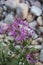 Beautiful flower and plant Fireweed on a pebble background. Delicious traditional leaf tea