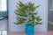 Beautiful flower in a pot of flowers . Pot of yellow flower blue flowerpot over a white background .