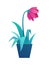 Beautiful flower in pot. Pink potted tulip