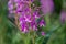 Beautiful flower, purple cypress on the field, meadow in summer