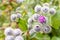 Beautiful flower of purple thistle. Pink flowers of burdock burdock. Burdock thorny flower close-up. Flowering thistle or milk