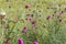 Beautiful flower of purple thistle. Pink flowers of burdock. Burdock thorny flower close-up. Flowering thistle or milk thistle.