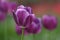 Beautiful flower purple tulip