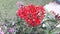 Beautiful flower of red pentas lanceolata with green leaves in the park