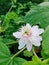 the beautiful flower Rombusa or Passiflora foetida blooms perfectly in the garden