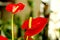 Beautiful flower room red anthurium flowers