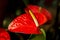 Beautiful flower room red anthurium flowers