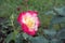Beautiful flower rose bicolor petals pink and yellow leaves beautiful nature macro view