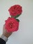 A beautiful  flower of rose which is holded by a hand of nepali citizen