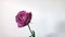 Beautiful flower. Single pink rose on white background