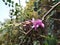 Beautiful flower of true indigo indigofera indica plant macro close up