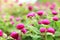 Beautiful flower for valentine festive,close up many magenta Gomphrena blooming