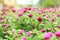 Beautiful flower for valentine festive,close up many magenta Gomphrena blooming in the garden backyard