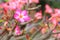 Beautiful flower for valentine festive,close up many pink Azalea flowers blooming in the garden backyard