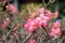 Beautiful flower for valentine festive,close up many pink Azalea flowers blooming in the garden backyard