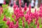 Beautiful flower for valentine festive,morning time with close up many red Plumed Celosia blooming