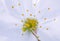 beautiful flower is very close, blooming apple tree in macro