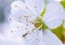 Beautiful flower is very close, blooming apple tree in macro