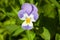 Beautiful flower Viola tricolor, or Pansy