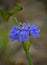 Beautiful flower of water hyacinth,blue petal flower,water hyacinth