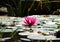 A beautiful flower on water surface. It is Nymphaea stellata. Pink petals. Beautiful decoration