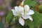 Beautiful flower a white of Bauhinia variegate at yuen long 