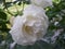 Beautiful flower of white curly rose and insect sitting on it