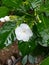 Beautiful flower is white flower in peradeniya garden