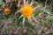 Beautiful flower in Zingaro reserve in Sicilia