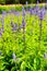 Beautiful flowerbed Salvia nemarosa